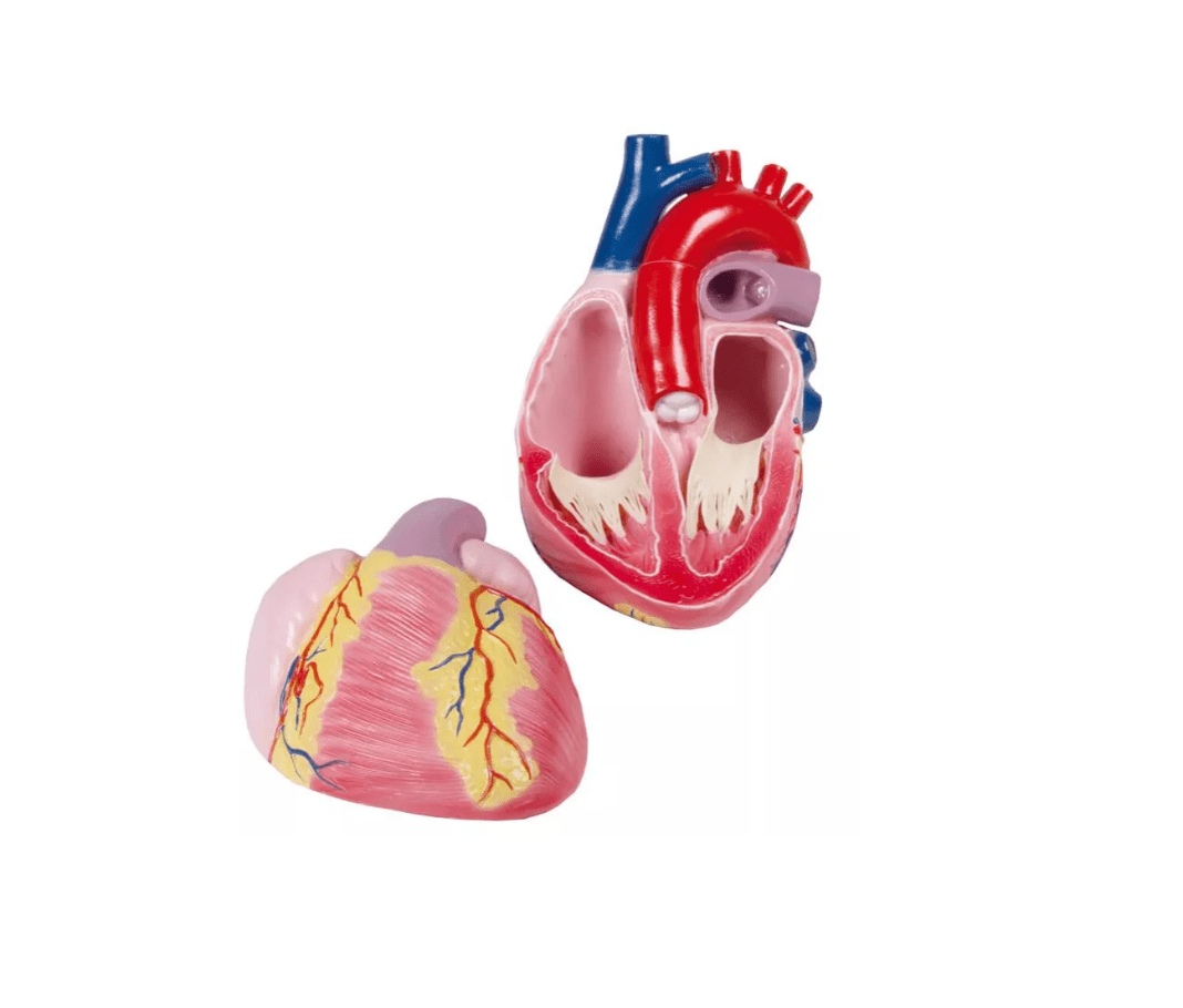 Großes Herzmodell, 3 - fache Lebensgröße, 2 Teile - Erler - Zimmer